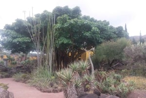 Las Palmas: Privat Botanic Garden Tour & opt. hike Extension