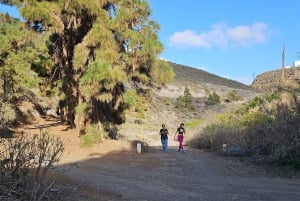 Las Palmas: Privat Botanic Garden Tour & opt. hike Extension