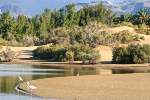 Maspalomas: Alquiler de E-Scooter Chopper de 2 plazas