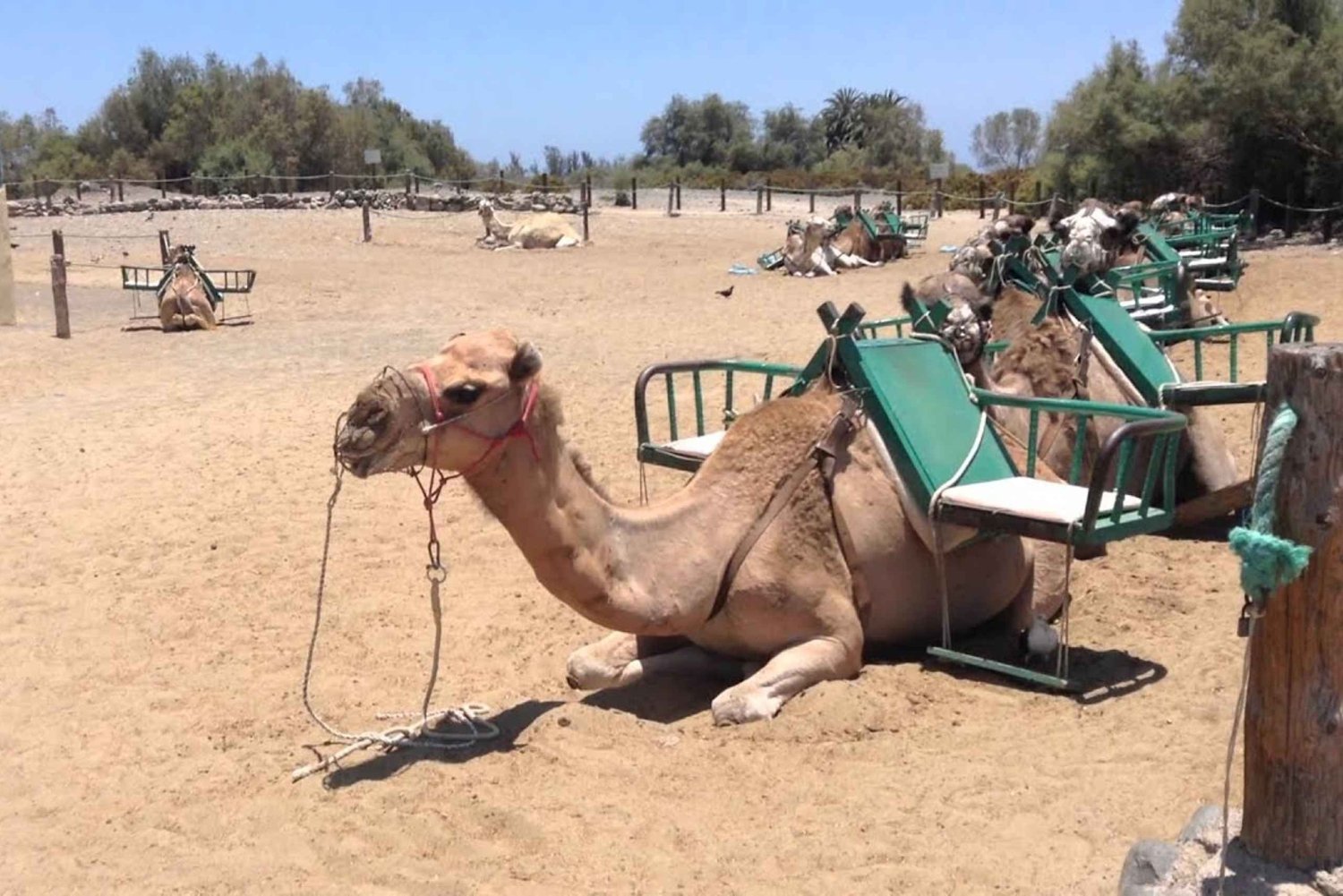 Maspalomas: 2-Seater E-Scooter Dunes Tour with Camel