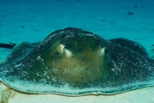 Maspalomas: Discover Scuba Diving con servicio de recogida