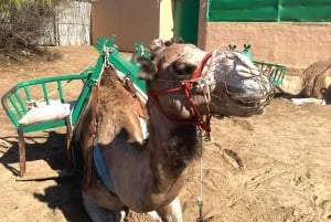Maspalomas: Guided Camel Ride in the Maspalomas Sand Dunes