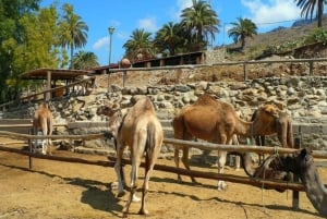 Maspalomas: Guided Camel Ride in the Maspalomas Sand Dunes