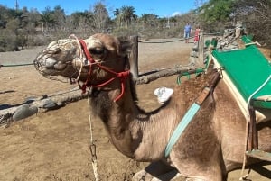 Maspalomas: Guided Camel Ride in the Maspalomas Sand Dunes
