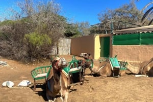 Maspalomas: Guided Camel Ride in the Maspalomas Sand Dunes