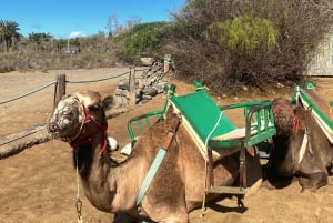 Maspalomas: Guided Camel Ride in the Maspalomas Sand Dunes