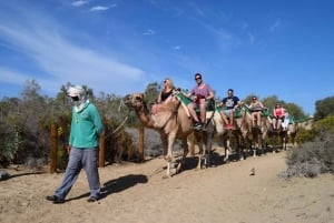 Maspalomas: Guided Camel Ride in the Maspalomas Sand Dunes