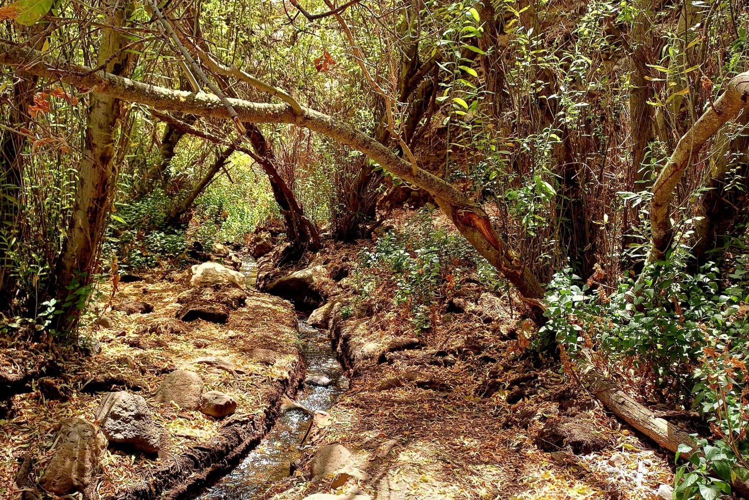 Maspalomas: Hiking in the Waterfalls with Sky Rebels