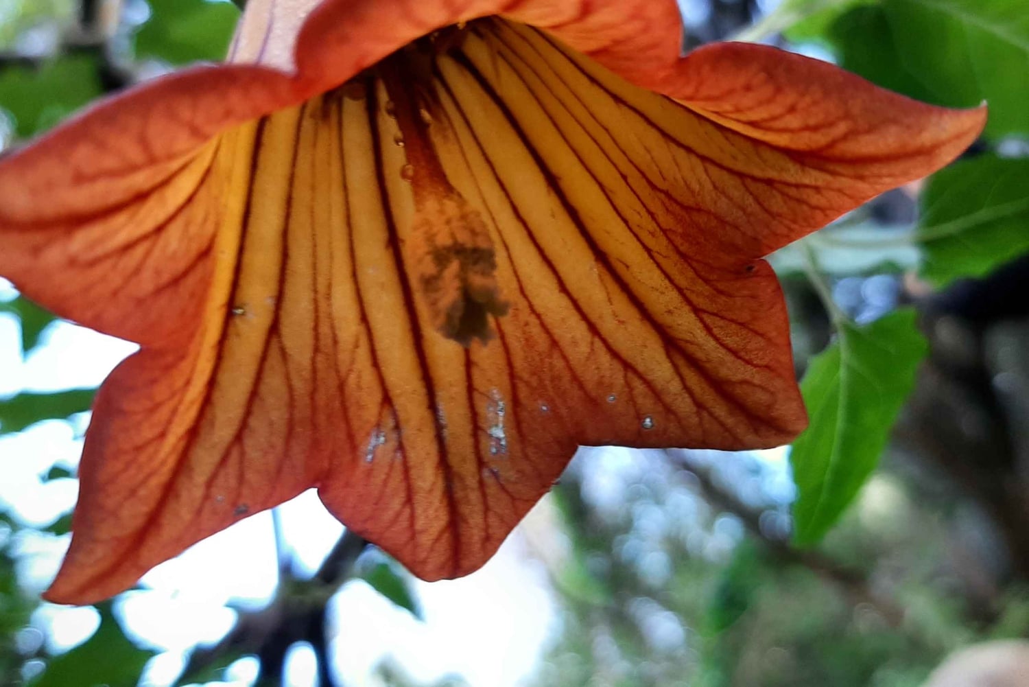 Maspalomas: Hiking in the Waterfalls with Sky Rebels