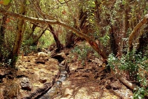 Maspalomas: Hiking in the Waterfalls with Sky Rebels
