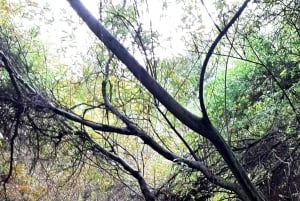 Maspalomas: Hiking in the Waterfalls with Sky Rebels