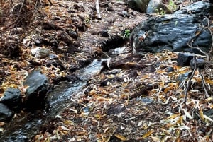 Maspalomas: Hiking in the Waterfalls with Sky Rebels