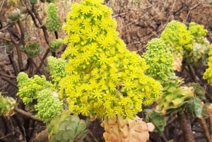 Maspalomas: Hiking in the Waterfalls with Sky Rebels