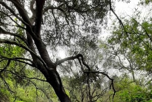 Maspalomas: Hiking in the Waterfalls with Sky Rebels