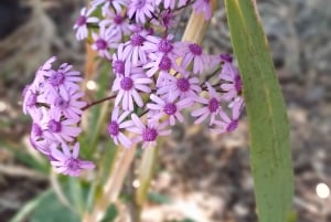 Maspalomas: Hiking in the Waterfalls with Sky Rebels