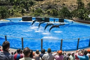 Maspalomas: Ticket de entrada a Palmitos Park con Espectáculos de Delfines y Aves