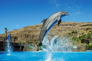 Maspalomas: Ticket de entrada a Palmitos Park con Espectáculos de Delfines y Aves