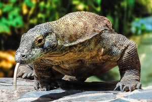 Maspalomas: Ticket de entrada a Palmitos Park con Espectáculos de Delfines y Aves