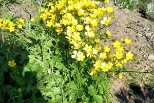 Maspalomas: Roque Nublo - hiking on volcanoes by Sky Rebels