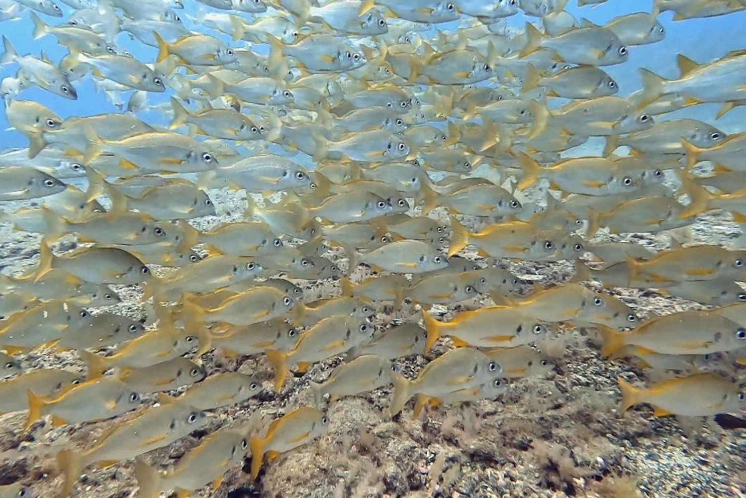 Maspalomas: Discover Scuba Diving with Pickup