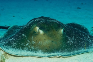 Maspalomas: Discover Scuba Diving with Pickup