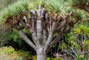 Northern Gran Canaria tour with botanical garden visit