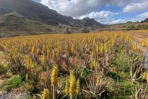 Gran Canaria Peaks in Minibus: Firgas, Teror, Aloe Vera tour