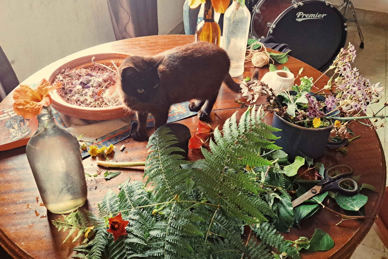 Plants and natural elements for Witchcraft and Tarot