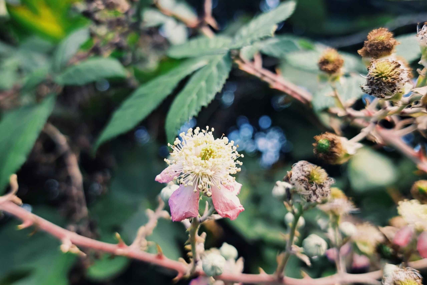 Plants and natural elements for Witchcraft and Tarot