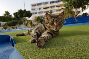 Playa del Inglés: Minigolf Taidia