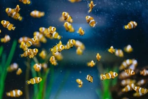 Poema del Mar Skip-the-Line Ticket