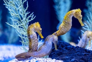 Poema del Mar Skip-the-Line Ticket