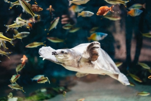 Poema del Mar Skip-the-Line Ticket