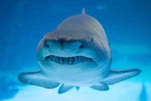 Poema del Mar Skip-the-Line Ticket