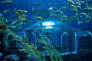 Poema del Mar Skip-the-Line Ticket