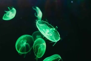 Poema del Mar Skip-the-Line Ticket