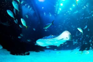 Poema del Mar Skip-the-Line Ticket