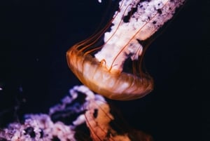 Poema del Mar Skip-the-Line Ticket