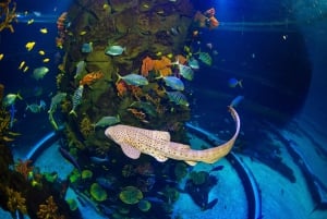 Poema del Mar Skip-the-Line Ticket