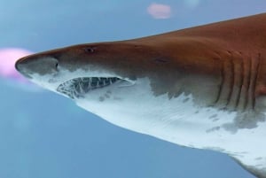 Poema del Mar Skip-the-Line Ticket