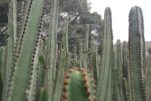 Privado Caldera de Bandama, Jardín Botánico(/Vino*), Casco Antiguo