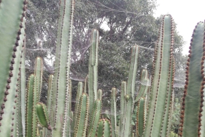 Privado Caldera de Bandama, Jardín Botánico(/Vino*), Casco Antiguo