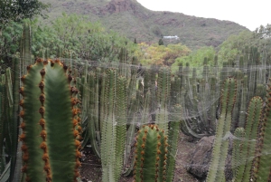Privado Caldera de Bandama, Jardín Botánico(/Vino*), Casco Antiguo