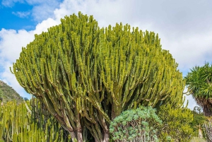 Privado Caldera de Bandama, Jardín Botánico(/Vino*), Casco Antiguo