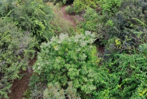 Privado Caldera de Bandama, Jardín Botánico(/Vino*), Casco Antiguo