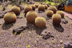 Privado Caldera de Bandama, Jardín Botánico(/Vino*), Casco Antiguo
