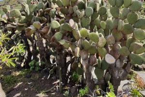 Privado Caldera de Bandama, Jardín Botánico(/Vino*), Casco Antiguo