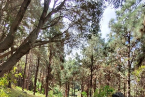 Privado Caldera de Bandama, Jardín Botánico(/Vino*), Casco Antiguo