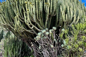 Privado Caldera de Bandama, Jardín Botánico(/Vino*), Casco Antiguo