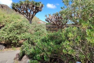 Privado Caldera de Bandama, Jardín Botánico(/Vino*), Casco Antiguo